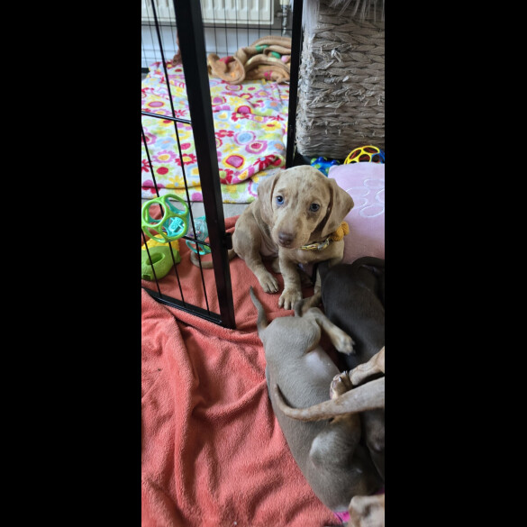 Dachshund (Miniature Smooth Haired)