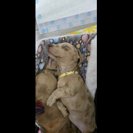 Dachshund (Miniature Smooth Haired)