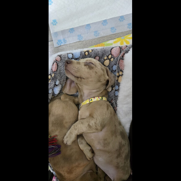 Dachshund (Miniature Smooth Haired)