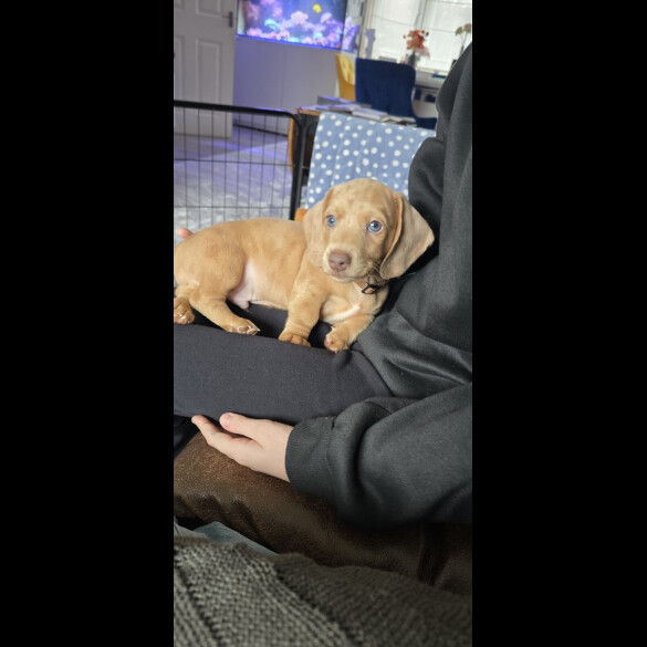 Dachshund (Miniature Smooth Haired)