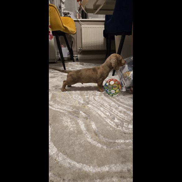 Dachshund (Miniature Smooth Haired)