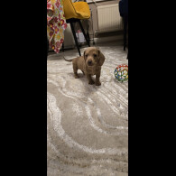 Dachshund (Miniature Smooth Haired)