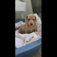 Dachshund (Miniature Smooth Haired)