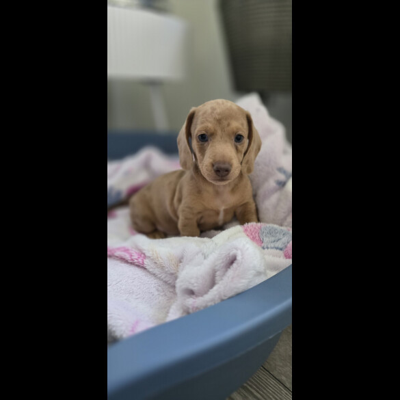 Dachshund (Miniature Smooth Haired)