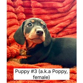 Dachshund (Miniature Smooth Haired)