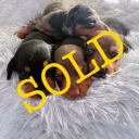 Dachshund (Miniature Smooth Haired)
