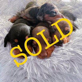 Dachshund (Miniature Smooth Haired)