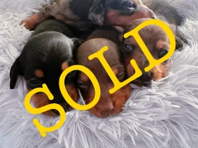 Dachshund (Miniature Smooth Haired)