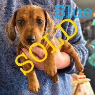 Dachshund (Miniature Smooth Haired)