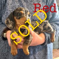 Dachshund (Miniature Smooth Haired)