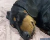 Dachshund (Miniature Smooth Haired)