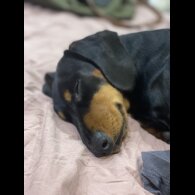 Dachshund (Miniature Smooth Haired)