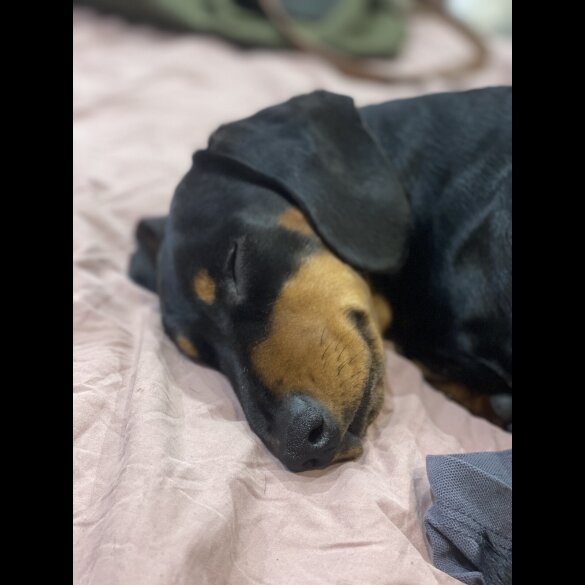 Dachshund (Miniature Smooth Haired)
