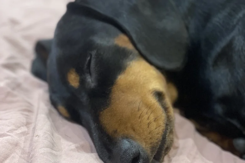Dachshund (Miniature Smooth Haired)