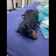 Dachshund (Miniature Smooth Haired)