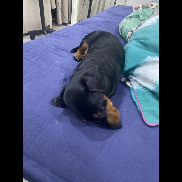 Dachshund (Miniature Smooth Haired)