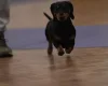 Dachshund (Miniature Smooth Haired)