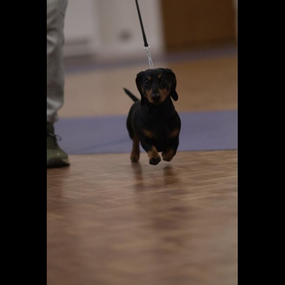 Dachshund (Miniature Smooth Haired)