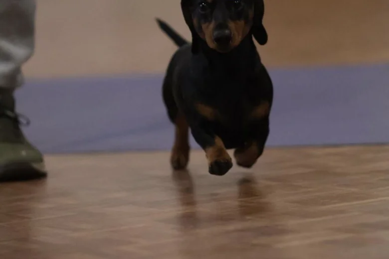 Dachshund (Miniature Smooth Haired)