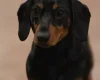 Dachshund (Miniature Smooth Haired)
