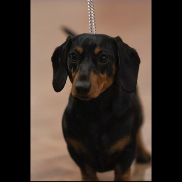 Dachshund (Miniature Smooth Haired)