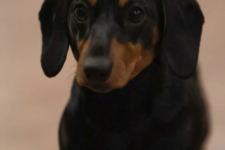 Dachshund (Miniature Smooth Haired)