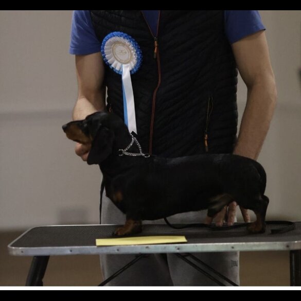 Dachshund (Miniature Smooth Haired)