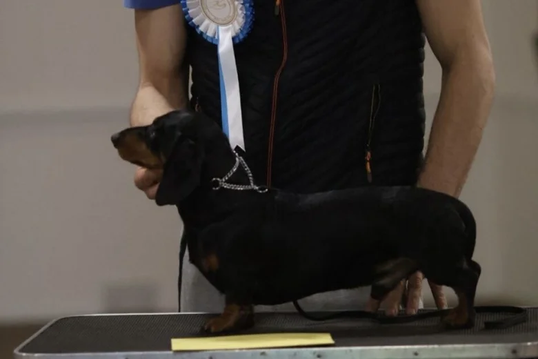 Dachshund (Miniature Smooth Haired)