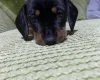 Dachshund (Miniature Smooth Haired)