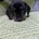 Dachshund (Miniature Smooth Haired)
