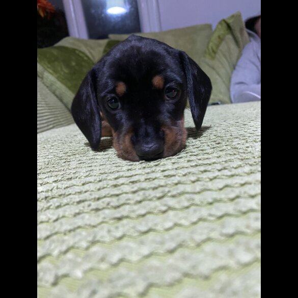 Dachshund (Miniature Smooth Haired)