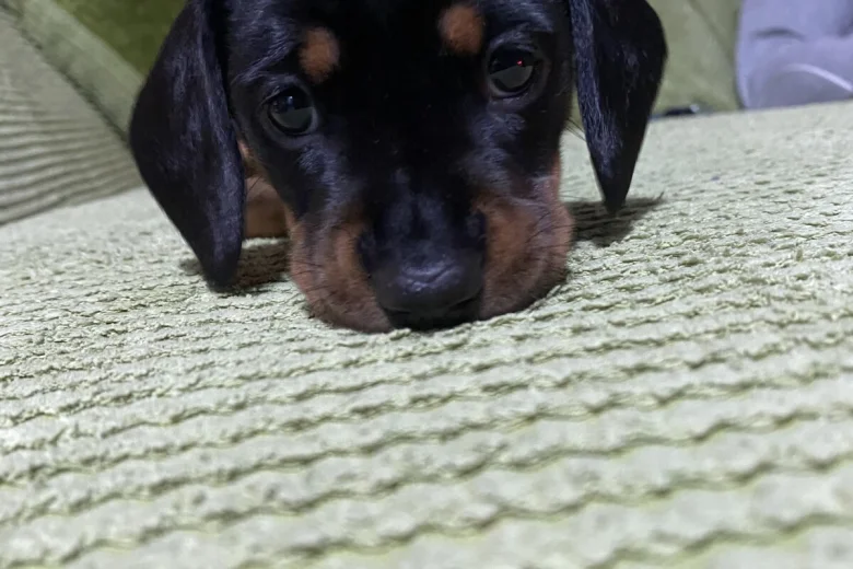 Dachshund (Miniature Smooth Haired)