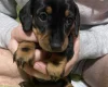Dachshund (Miniature Smooth Haired)