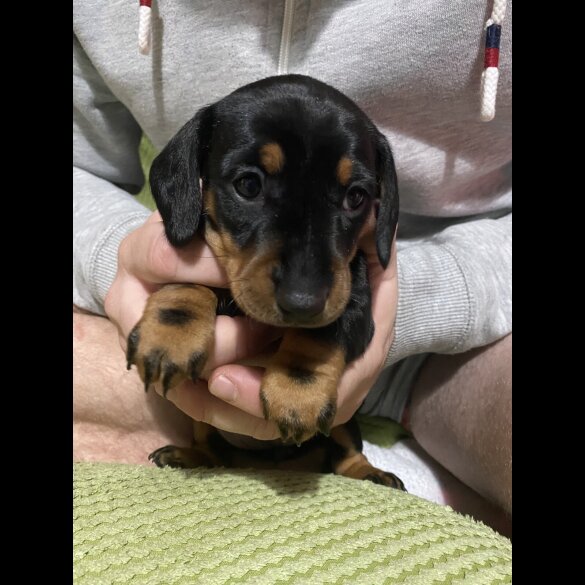 Dachshund (Miniature Smooth Haired)