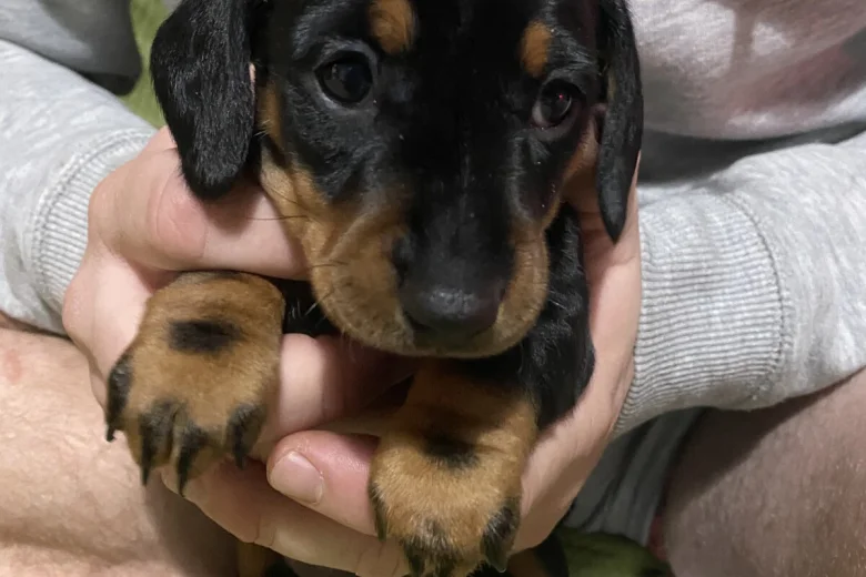 Dachshund (Miniature Smooth Haired)