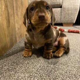 Dachshund (Miniature Smooth Haired)