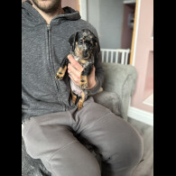 Dachshund (Miniature Smooth Haired)