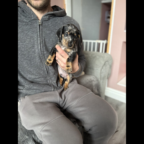 Dachshund (Miniature Smooth Haired)