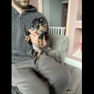 Dachshund (Miniature Smooth Haired)