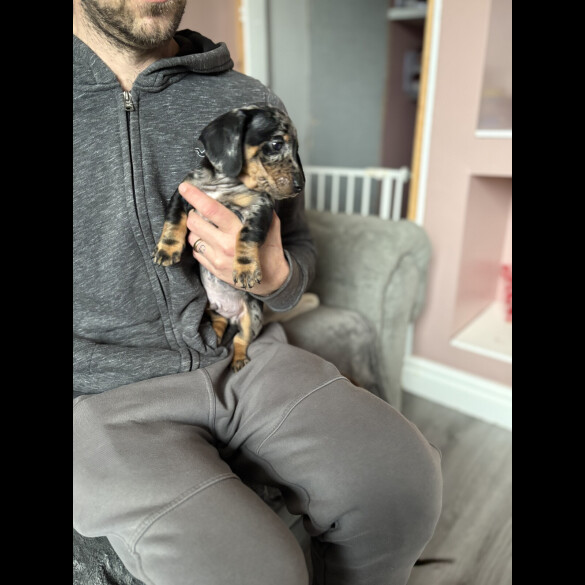 Dachshund (Miniature Smooth Haired)