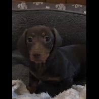Dachshund (Miniature Smooth Haired)