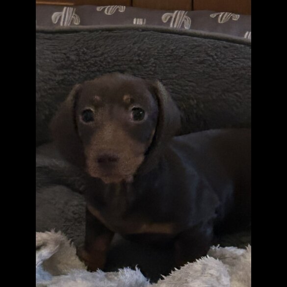 Dachshund (Miniature Smooth Haired)