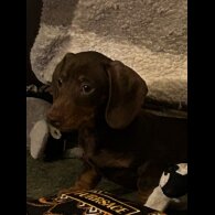 Dachshund (Miniature Smooth Haired)