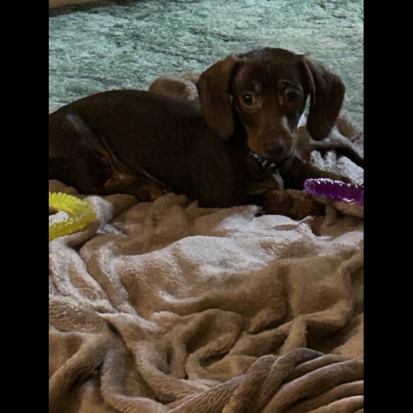 Dachshund (Miniature Smooth Haired)