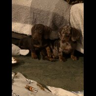 Dachshund (Miniature Smooth Haired)