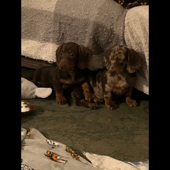 Dachshund (Miniature Smooth Haired)