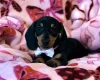 Dachshund (Miniature Smooth Haired)