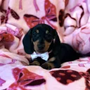 Dachshund (Miniature Smooth Haired)