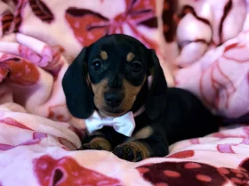 Dachshund (Miniature Smooth Haired)