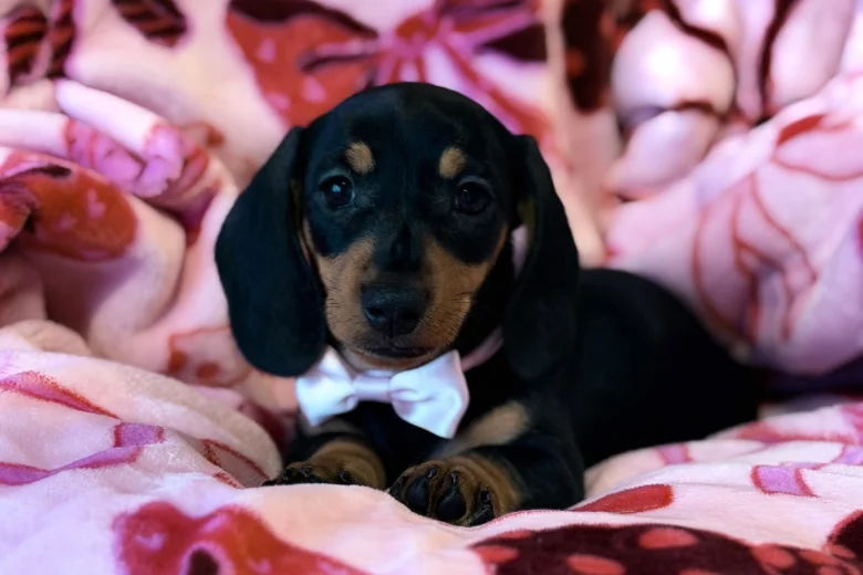Dachshund (Miniature Smooth Haired)
